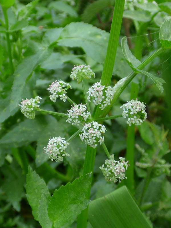 Apium nodiflorum